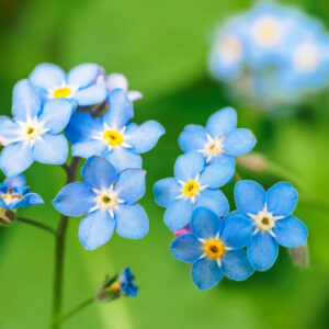 des fleurs